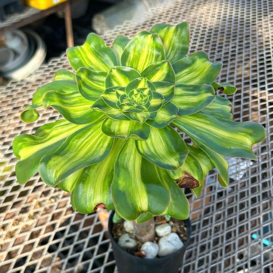 専用出品‼️アエオニウム　暴君　黄斑広幅覆輪錦‼️夏越苗　抜き苗　特大
