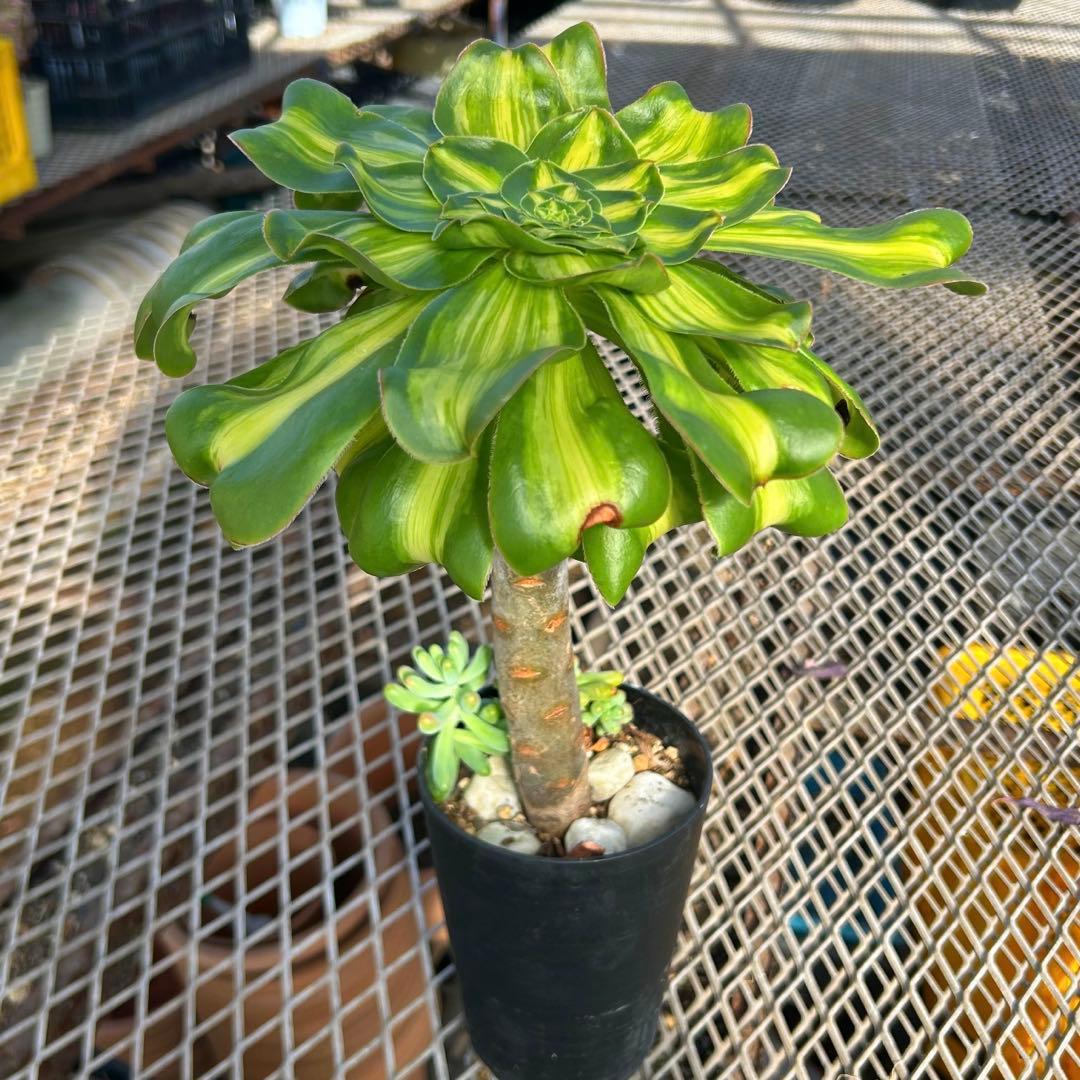 専用出品‼️アエオニウム　暴君　黄斑広幅覆輪錦‼️夏越苗　抜き苗　特大