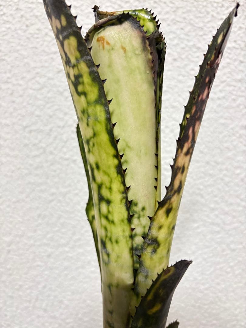 ブロメリア　billbergia mid night sun
