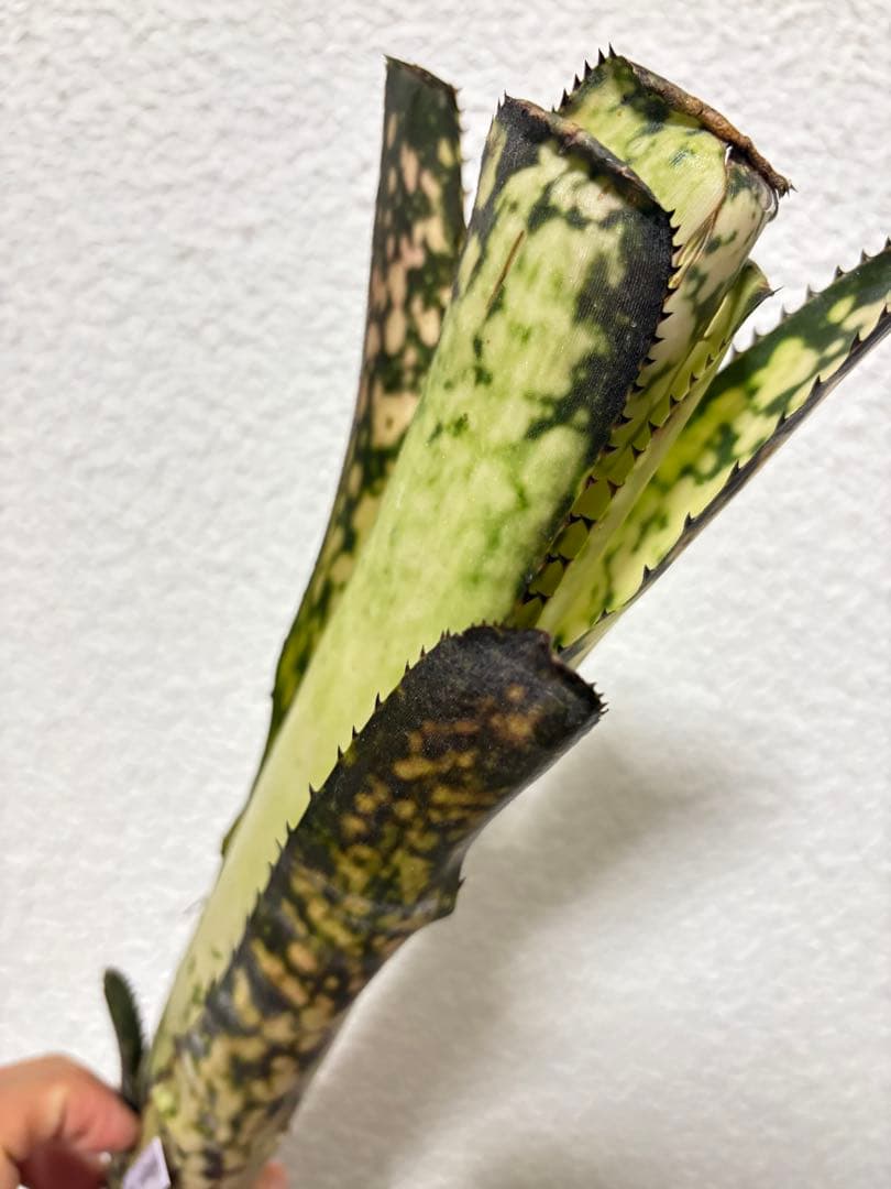 ブロメリア　billbergia mid night sun