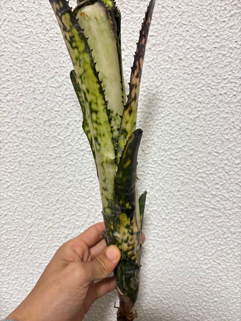 ブロメリア　billbergia mid night sun