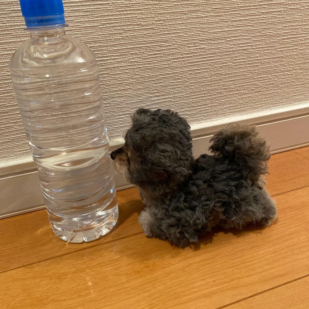 アートドール　ヨークシャテリア