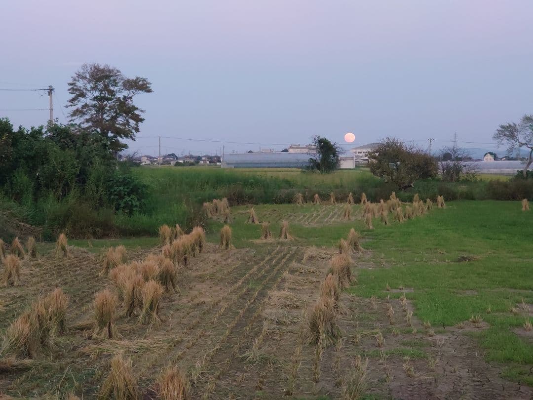 稲わら 約9kg(約40束) 自然栽培