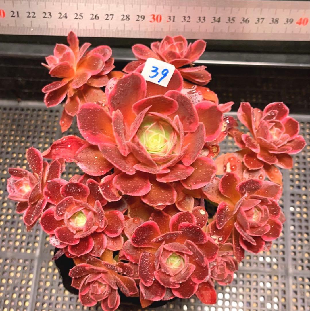 39#多肉植物❤️アエオニウム錦❤️浣纱❤️11頭20cm 拨き苗