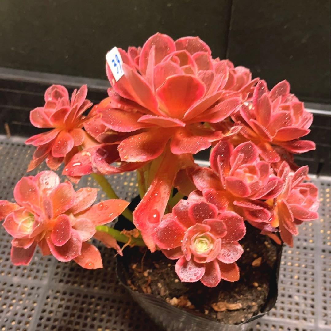 39#多肉植物❤️アエオニウム錦❤️浣纱❤️11頭20cm 拨き苗