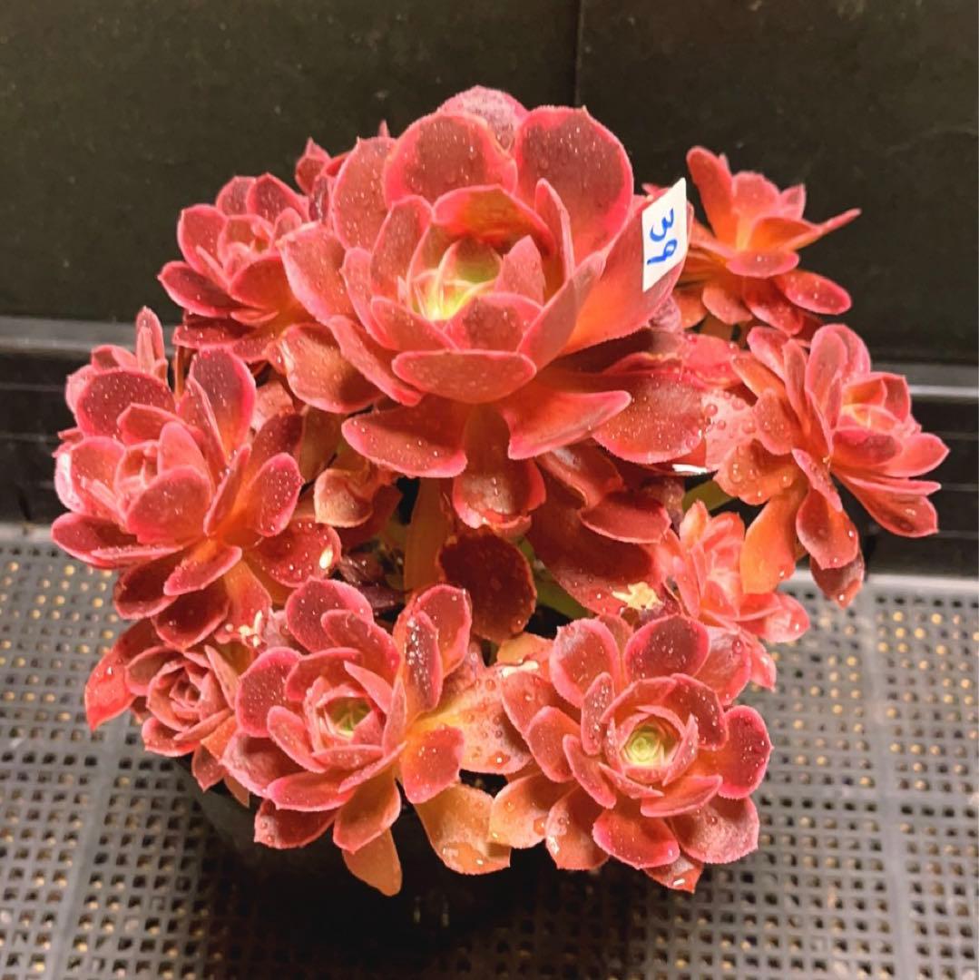 39#多肉植物❤️アエオニウム錦❤️浣纱❤️11頭20cm 拨き苗