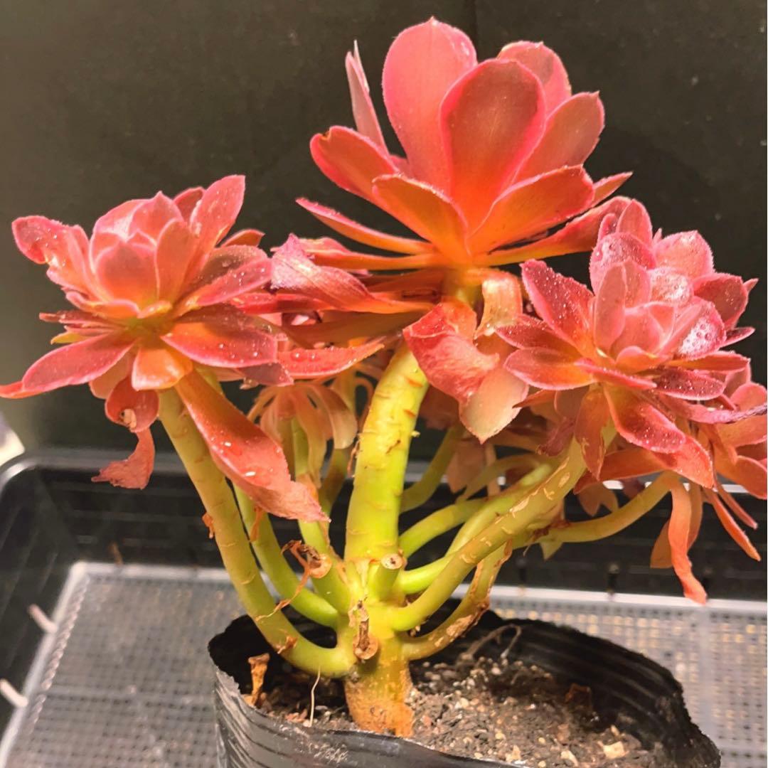 39#多肉植物❤️アエオニウム錦❤️浣纱❤️11頭20cm 拨き苗