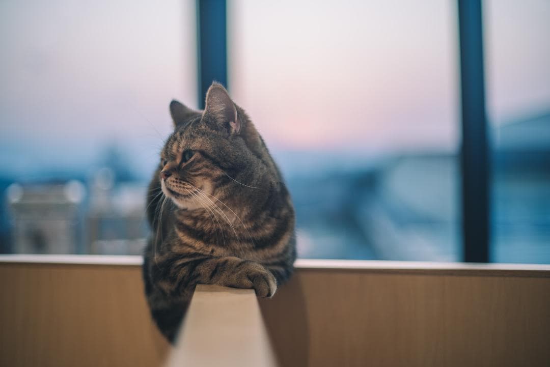 デジタル一眼対応！SMC PENTAX-A 50mm F1.4