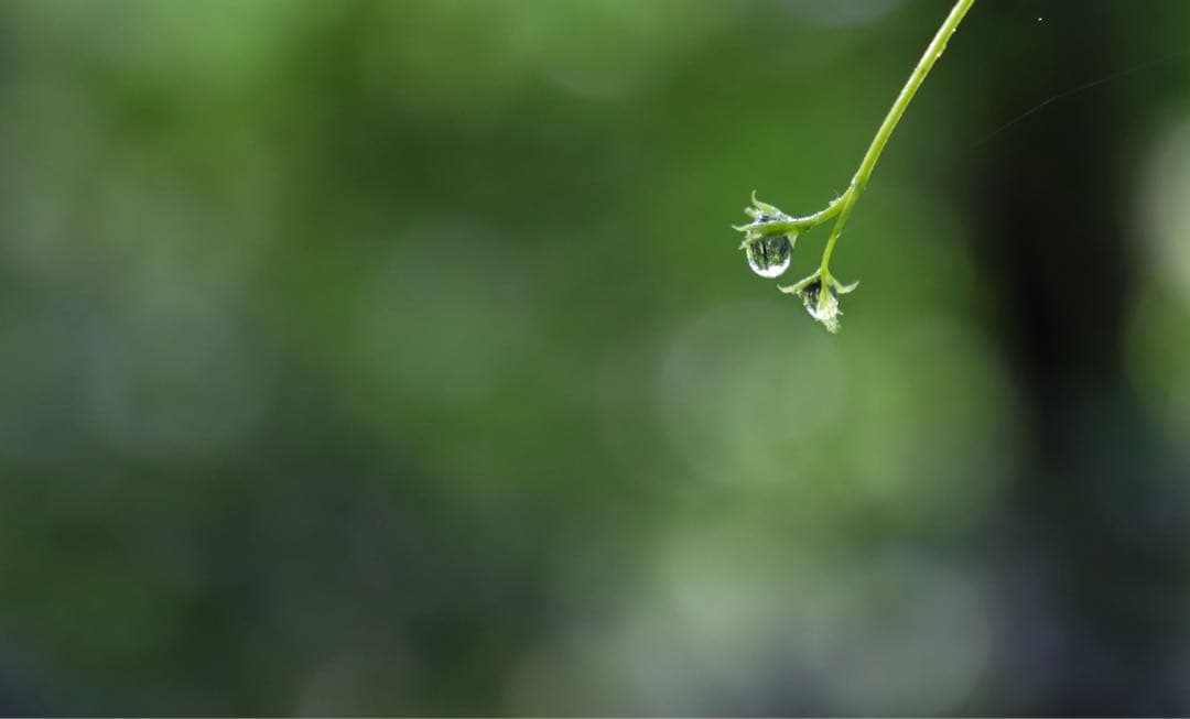 OH済 新品購入 Canon EOS 6D Mark II 2 ii 一眼レフ