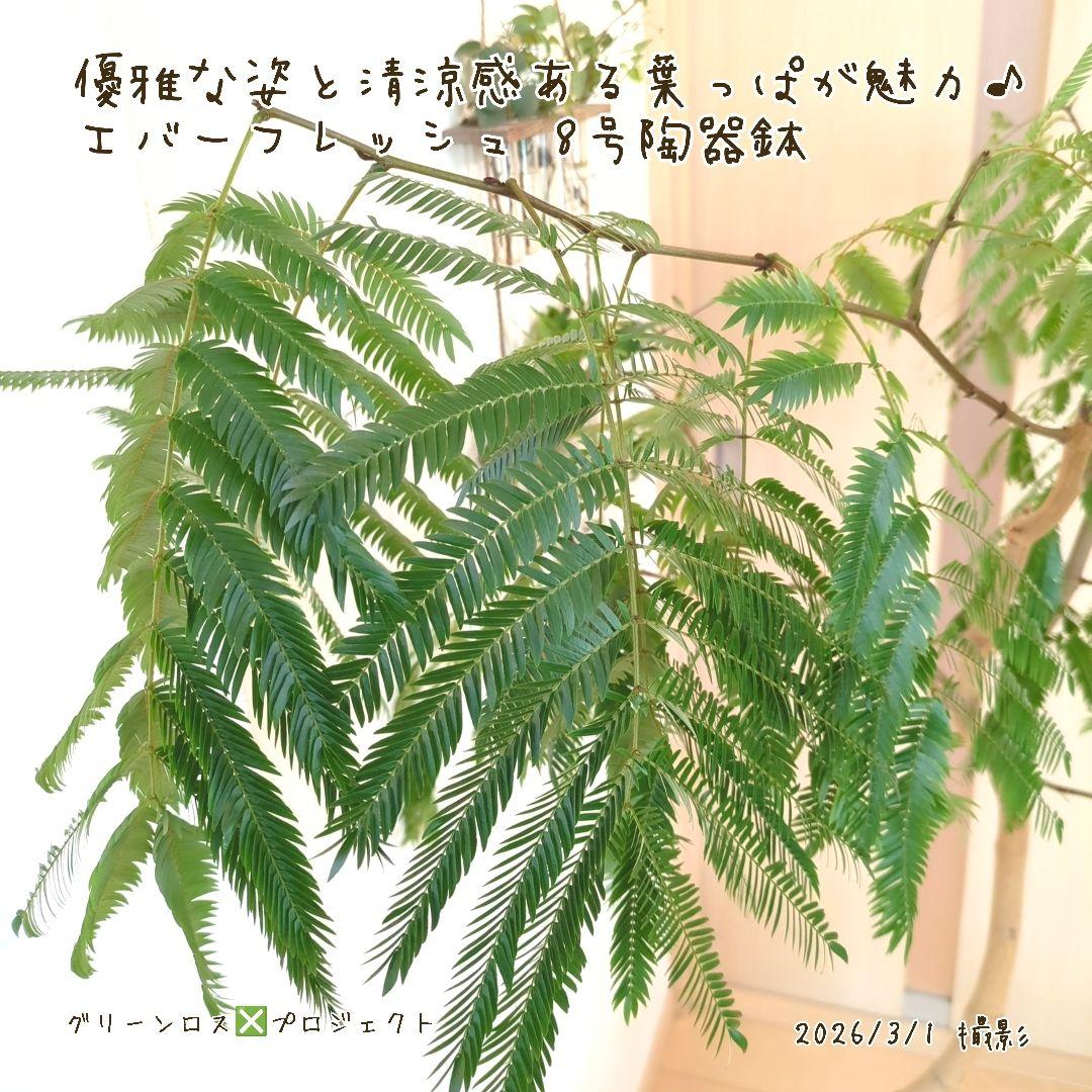 【B級品/大型観葉植物】優雅で清涼感のある姿が魅力♪エバーフレッシュ 8号陶器鉢