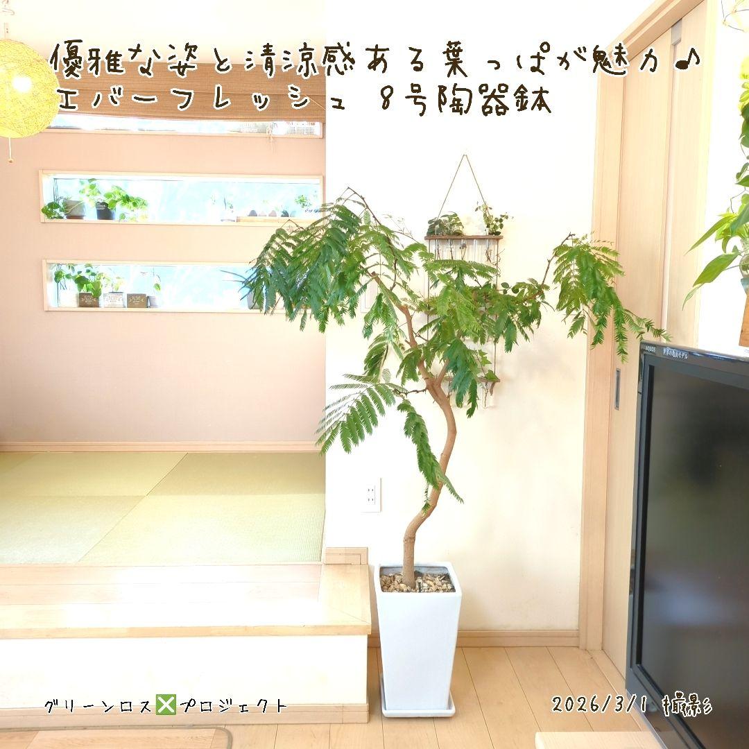 【B級品/大型観葉植物】優雅で清涼感のある姿が魅力♪エバーフレッシュ 8号陶器鉢