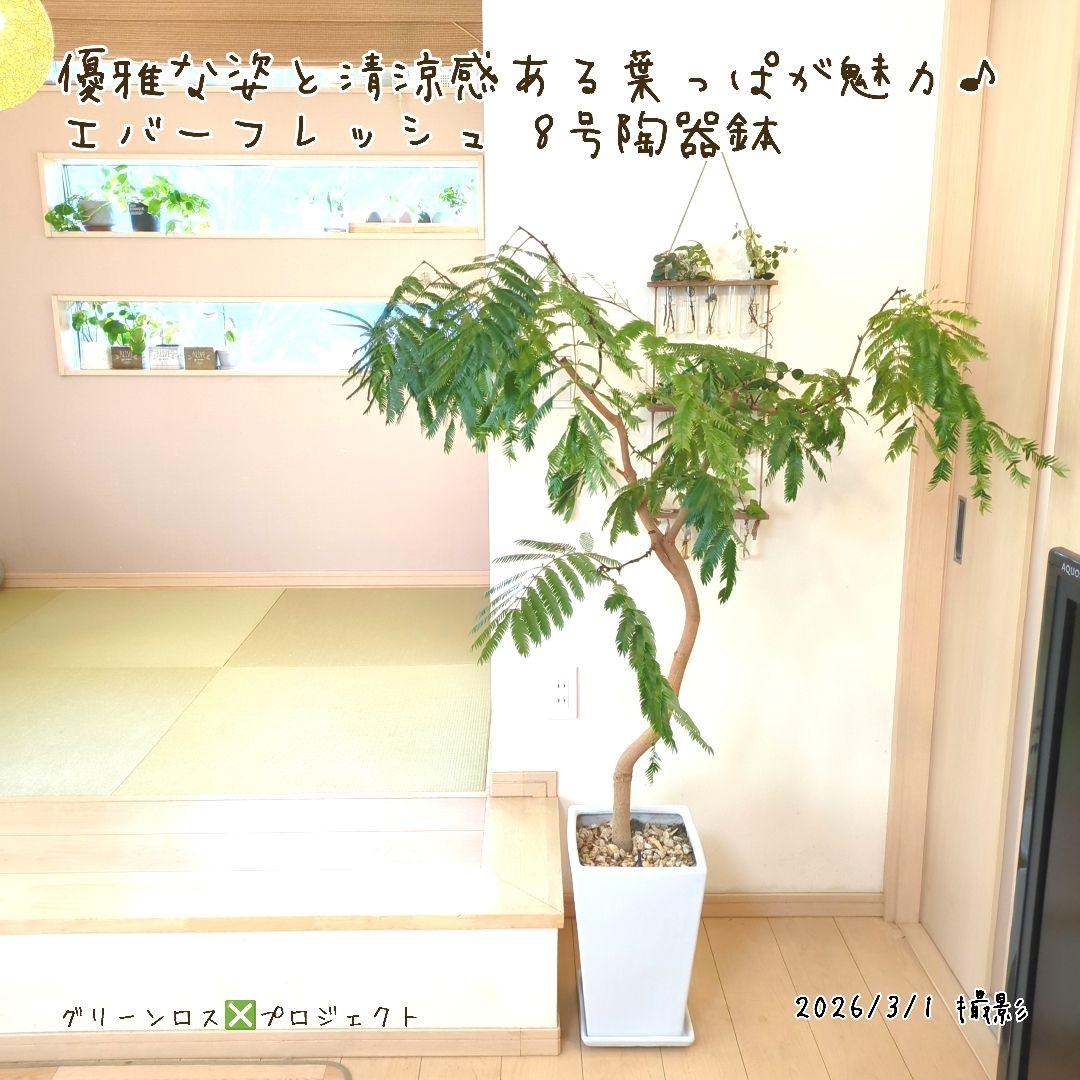【B級品/大型観葉植物】優雅で清涼感のある姿が魅力♪エバーフレッシュ 8号陶器鉢