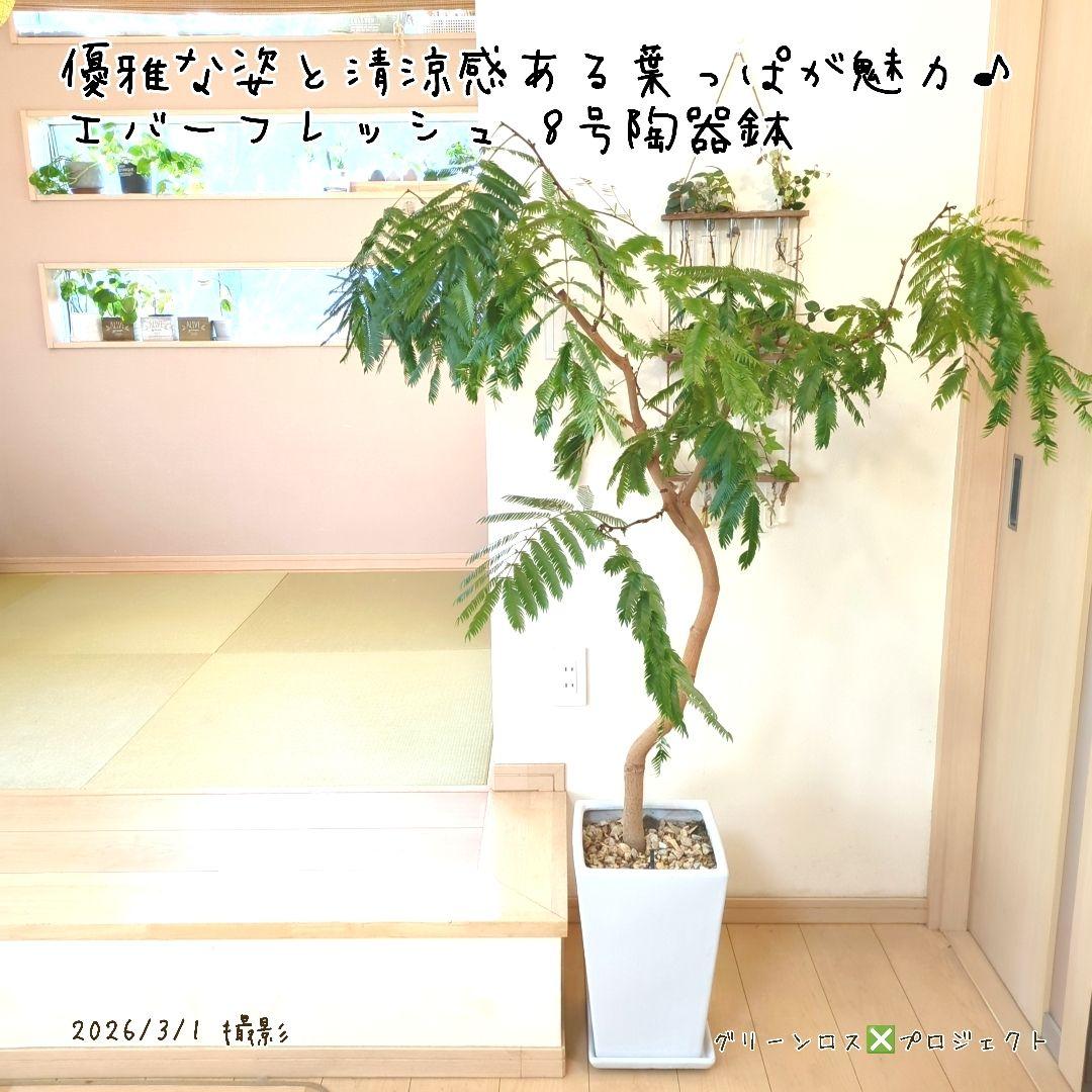 【B級品/大型観葉植物】優雅で清涼感のある姿が魅力♪エバーフレッシュ 8号陶器鉢