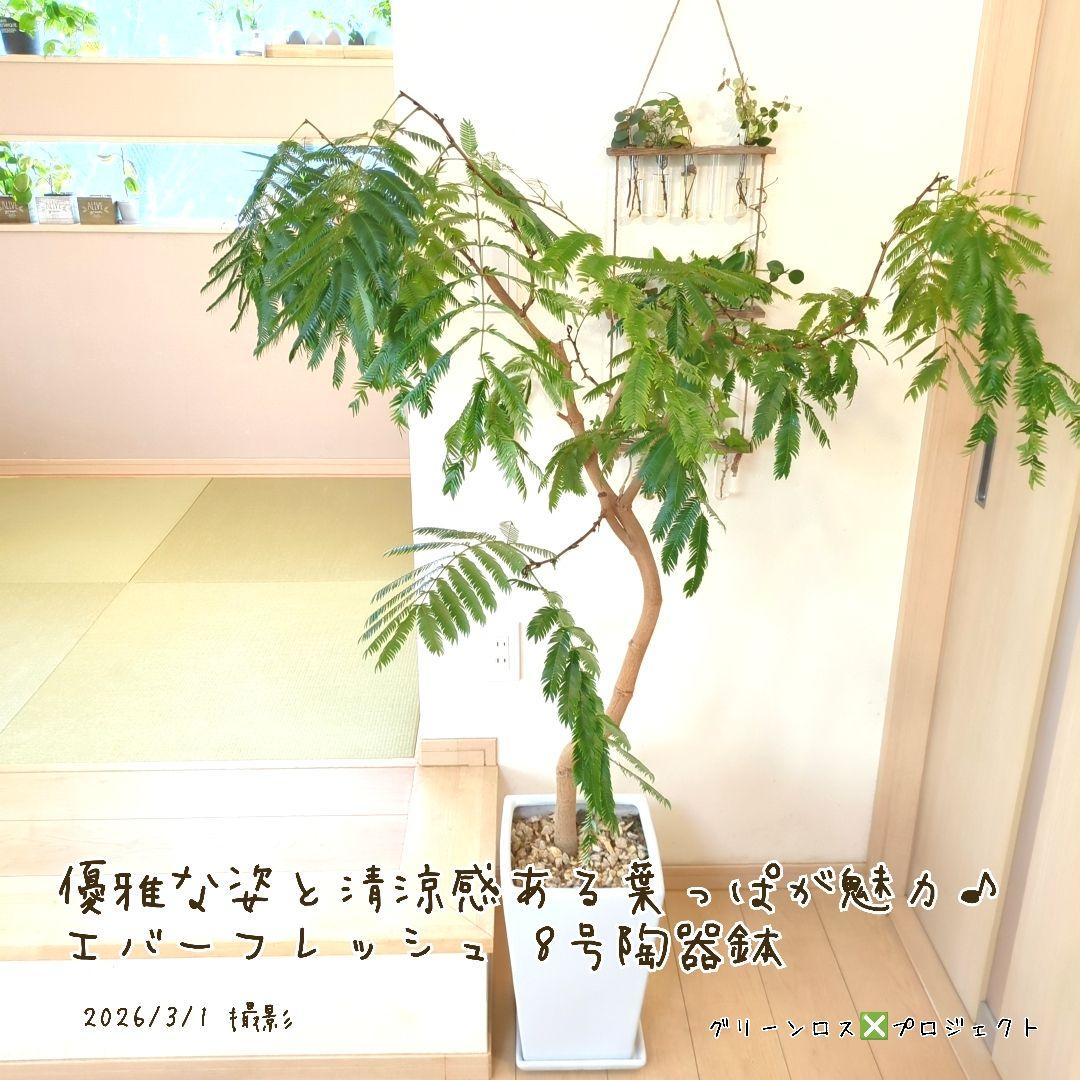 【B級品/大型観葉植物】優雅で清涼感のある姿が魅力♪エバーフレッシュ 8号陶器鉢