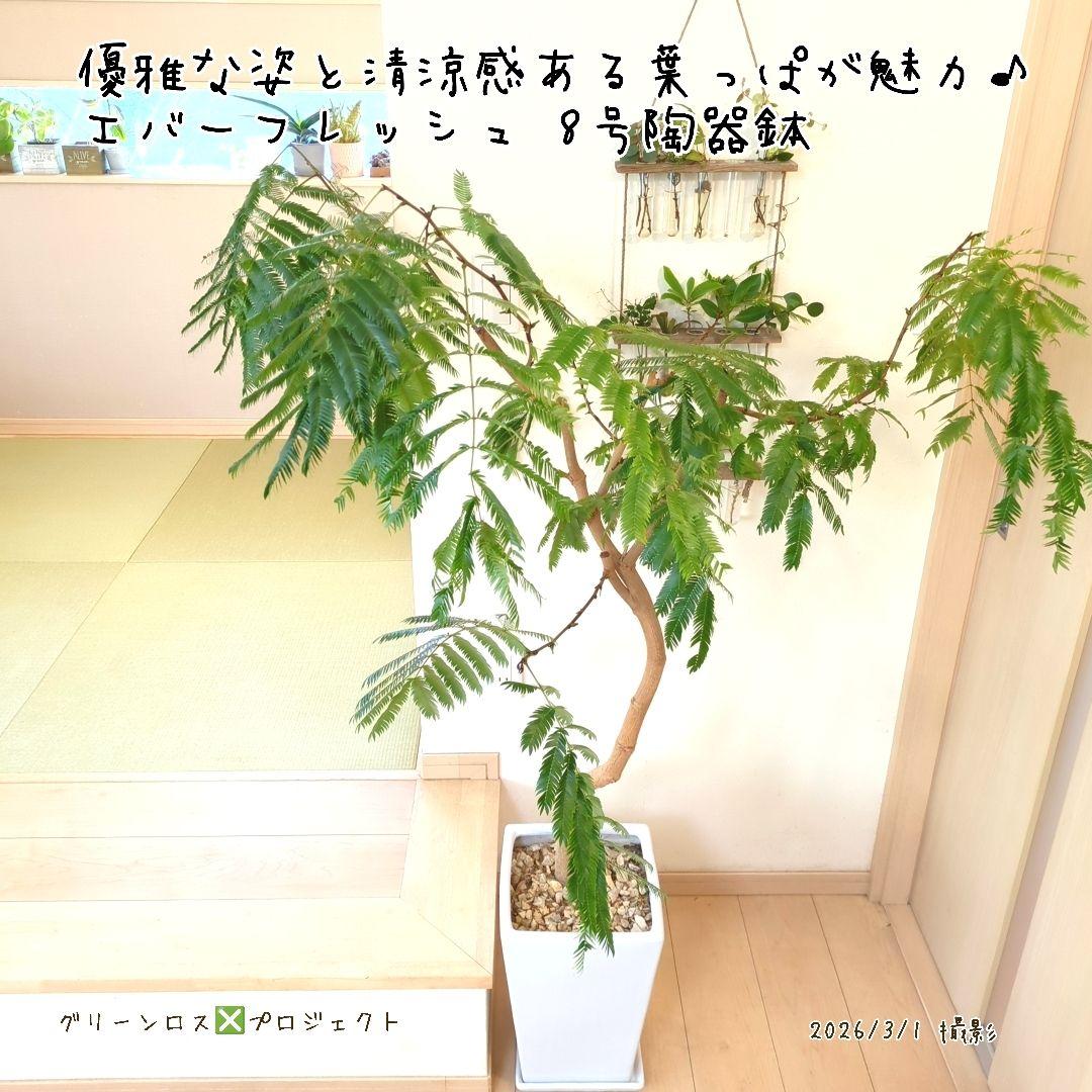 【B級品/大型観葉植物】優雅で清涼感のある姿が魅力♪エバーフレッシュ 8号陶器鉢
