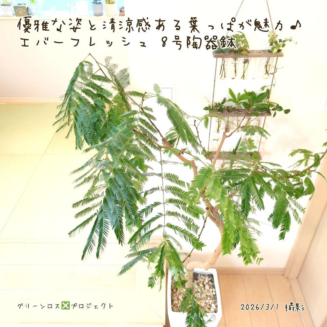 【B級品/大型観葉植物】優雅で清涼感のある姿が魅力♪エバーフレッシュ 8号陶器鉢