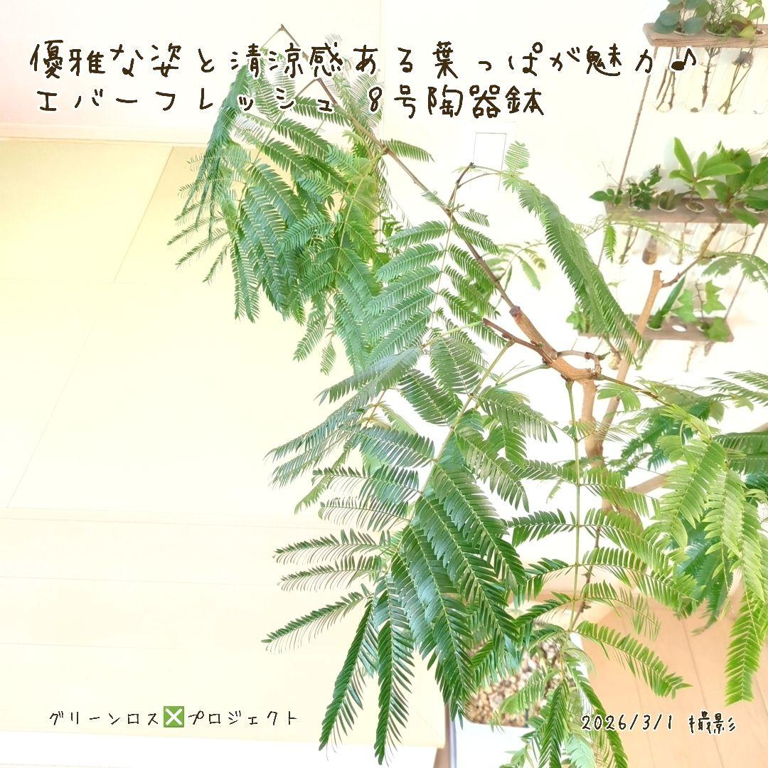 【B級品/大型観葉植物】優雅で清涼感のある姿が魅力♪エバーフレッシュ 8号陶器鉢