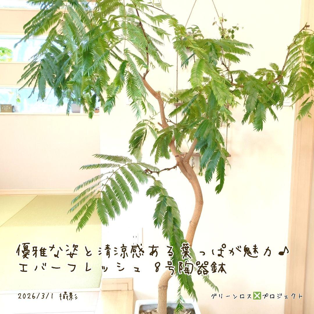 【B級品/大型観葉植物】優雅で清涼感のある姿が魅力♪エバーフレッシュ 8号陶器鉢