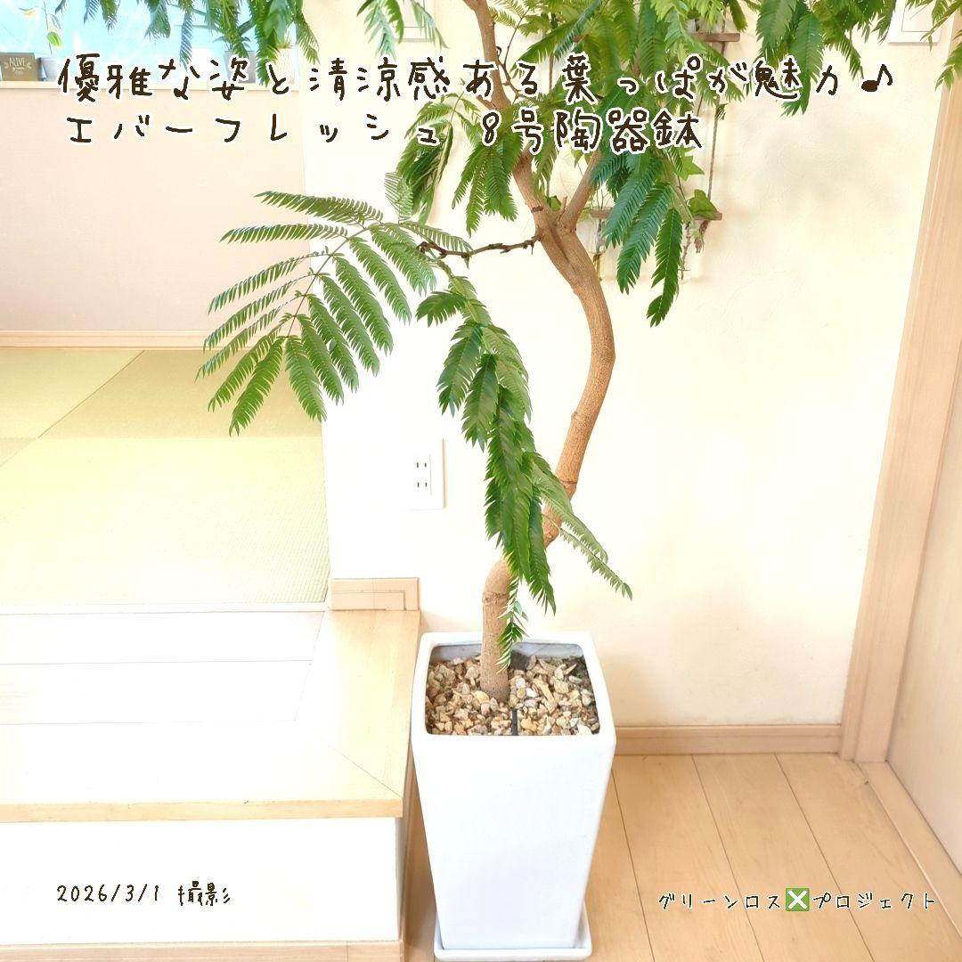 【B級品/大型観葉植物】優雅で清涼感のある姿が魅力♪エバーフレッシュ 8号陶器鉢