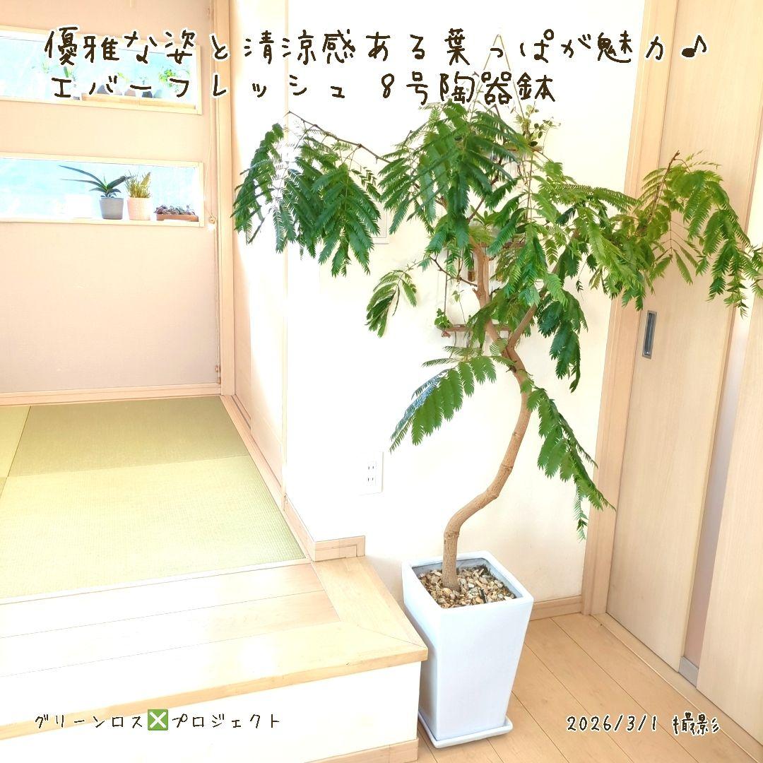 【B級品/大型観葉植物】優雅で清涼感のある姿が魅力♪エバーフレッシュ 8号陶器鉢
