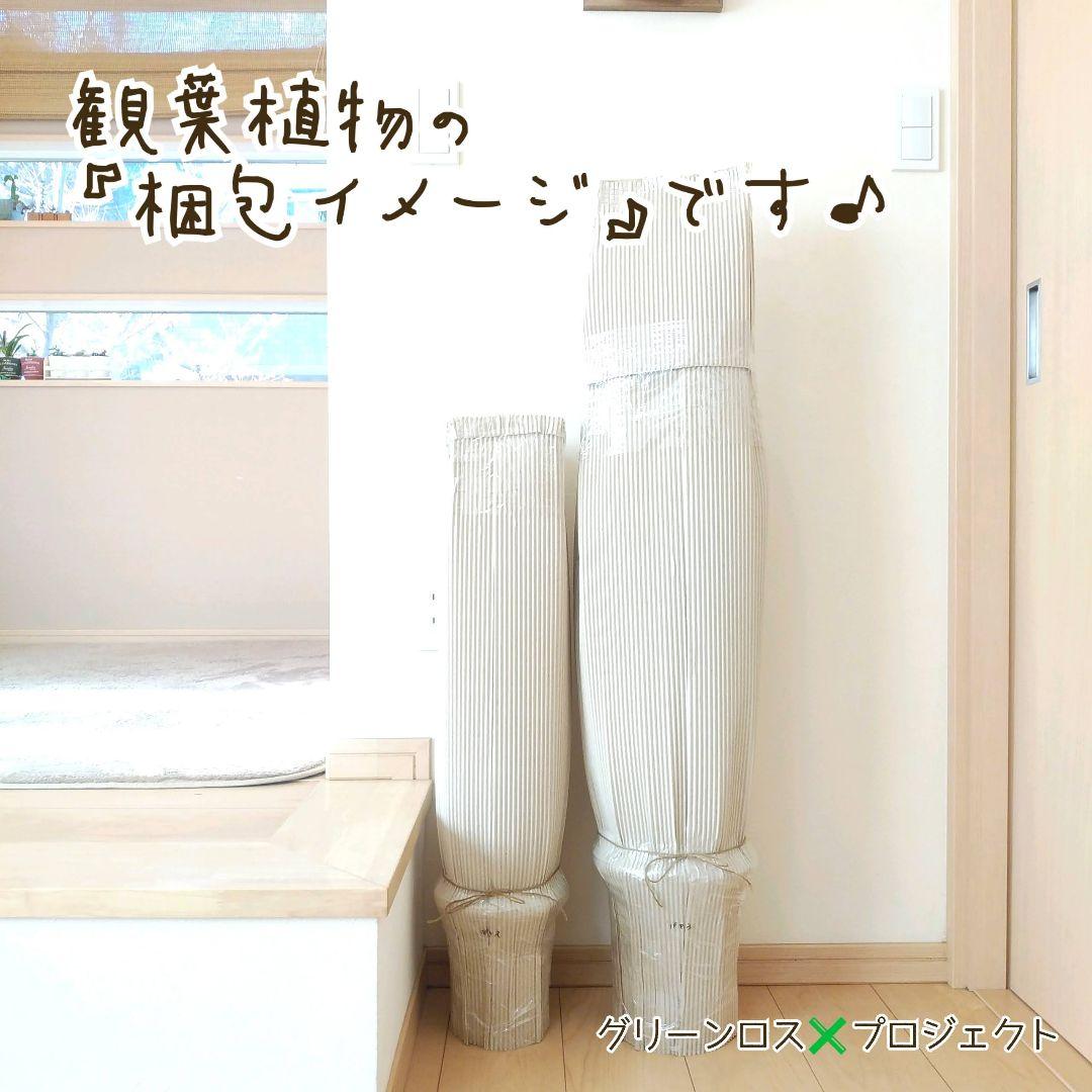 【B級品/大型観葉植物】優雅で清涼感のある姿が魅力♪エバーフレッシュ 8号陶器鉢