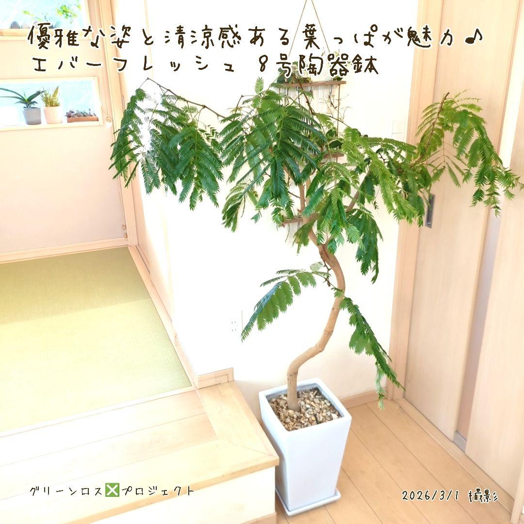 【B級品/大型観葉植物】優雅で清涼感のある姿が魅力♪エバーフレッシュ 8号陶器鉢
