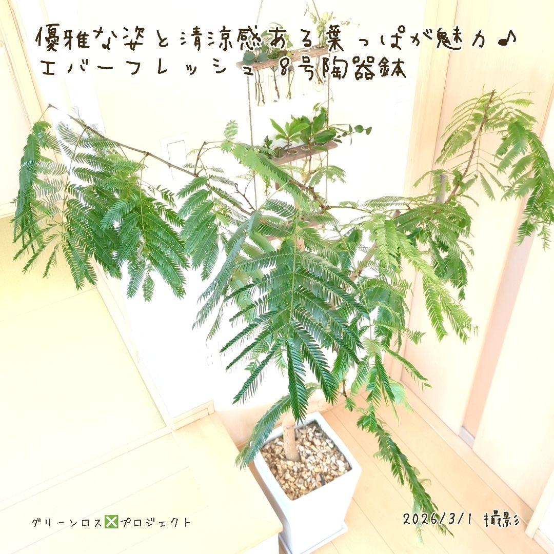 【B級品/大型観葉植物】優雅で清涼感のある姿が魅力♪エバーフレッシュ 8号陶器鉢