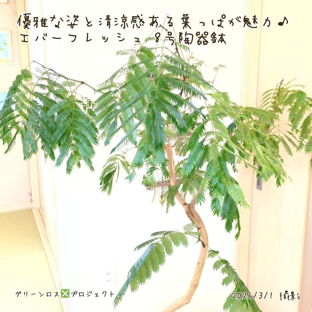 【B級品/大型観葉植物】優雅で清涼感のある姿が魅力♪エバーフレッシュ 8号陶器鉢