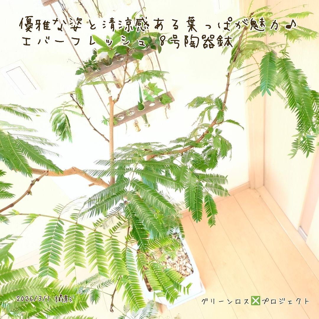 【B級品/大型観葉植物】優雅で清涼感のある姿が魅力♪エバーフレッシュ 8号陶器鉢