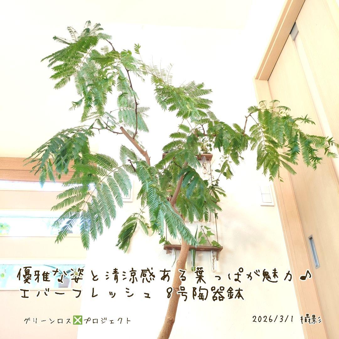 【B級品/大型観葉植物】優雅で清涼感のある姿が魅力♪エバーフレッシュ 8号陶器鉢