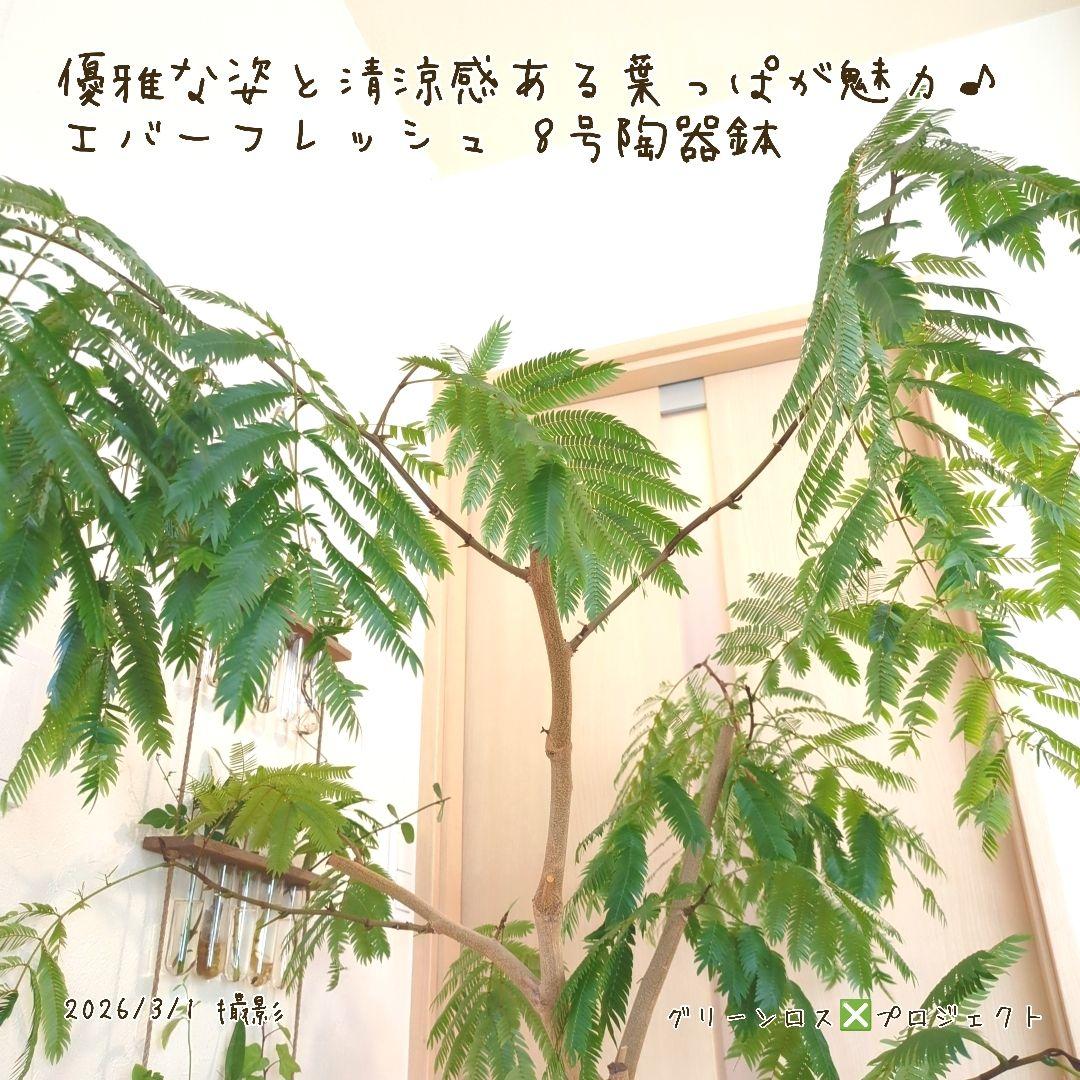 【B級品/大型観葉植物】優雅で清涼感のある姿が魅力♪エバーフレッシュ 8号陶器鉢