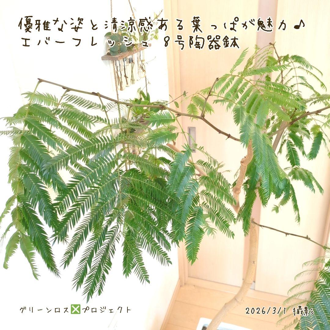 【B級品/大型観葉植物】優雅で清涼感のある姿が魅力♪エバーフレッシュ 8号陶器鉢