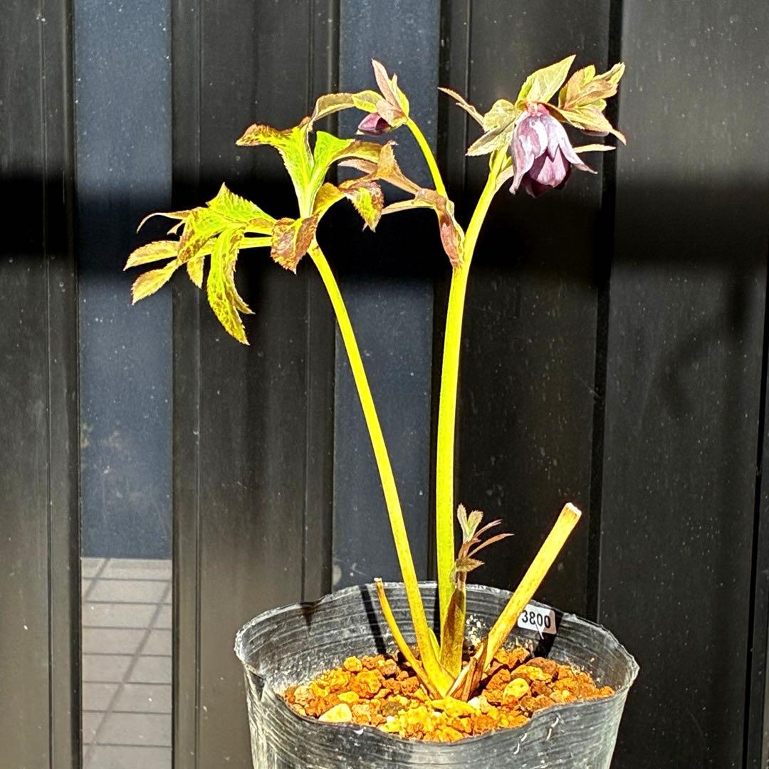 3800⭐️黒⭐️超多弁⭐️艶フラッシュ⭐️スクリュー花弁⭐️広瀬園芸⭐️