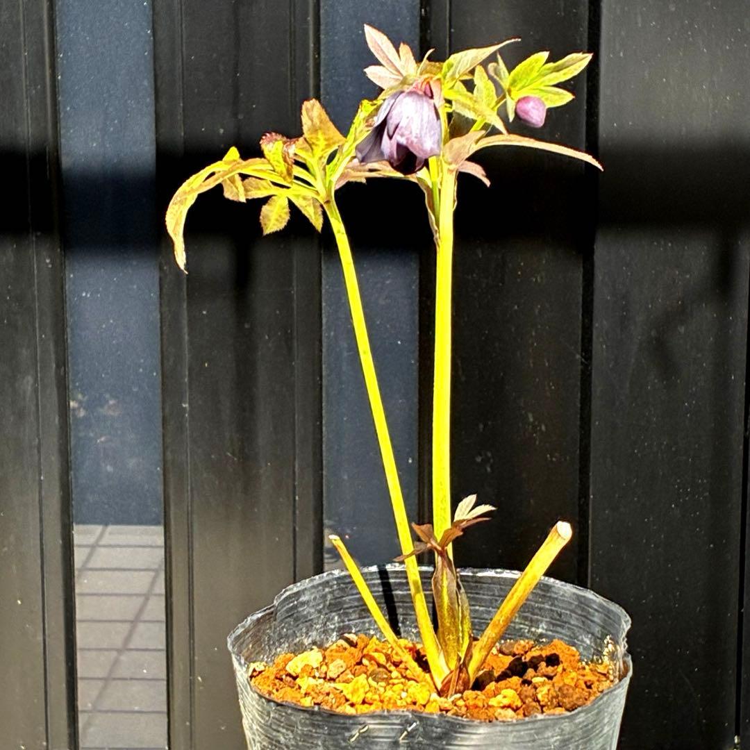 3800⭐️黒⭐️超多弁⭐️艶フラッシュ⭐️スクリュー花弁⭐️広瀬園芸⭐️