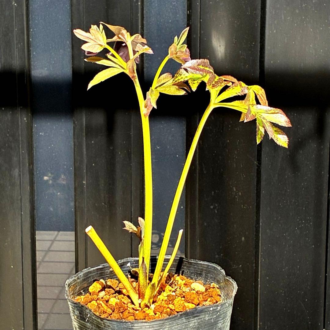 3800⭐️黒⭐️超多弁⭐️艶フラッシュ⭐️スクリュー花弁⭐️広瀬園芸⭐️