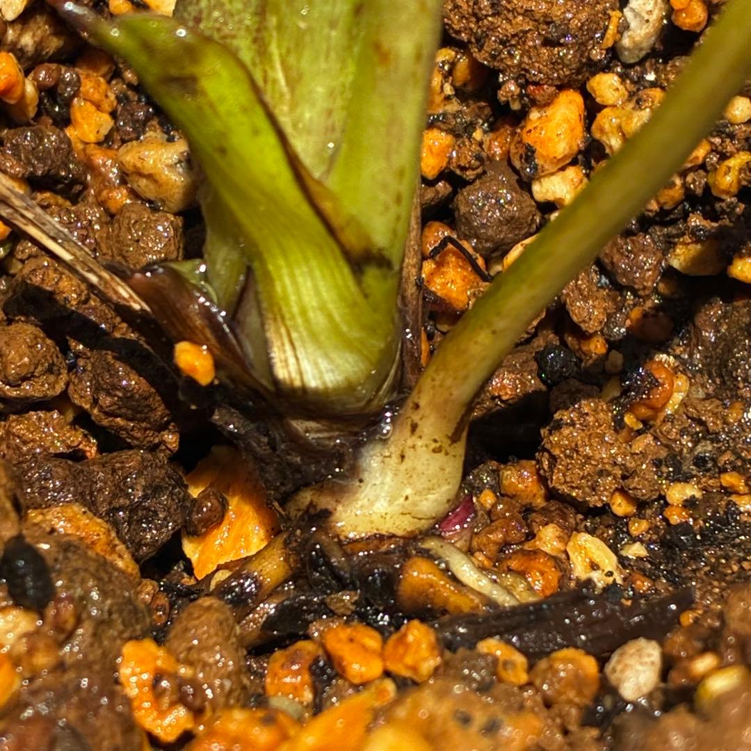 3800⭐️黒⭐️超多弁⭐️艶フラッシュ⭐️スクリュー花弁⭐️広瀬園芸⭐️