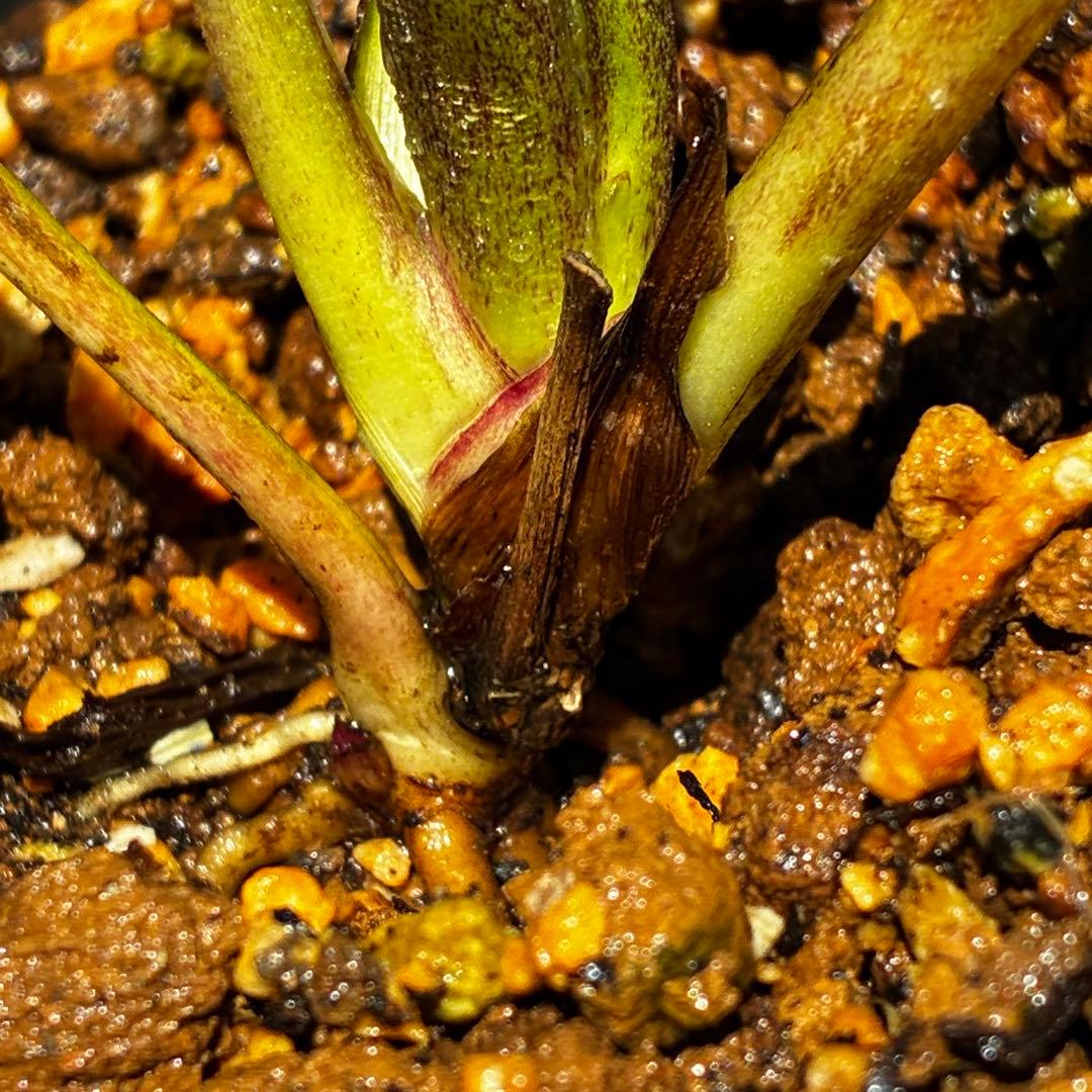 3800⭐️黒⭐️超多弁⭐️艶フラッシュ⭐️スクリュー花弁⭐️広瀬園芸⭐️