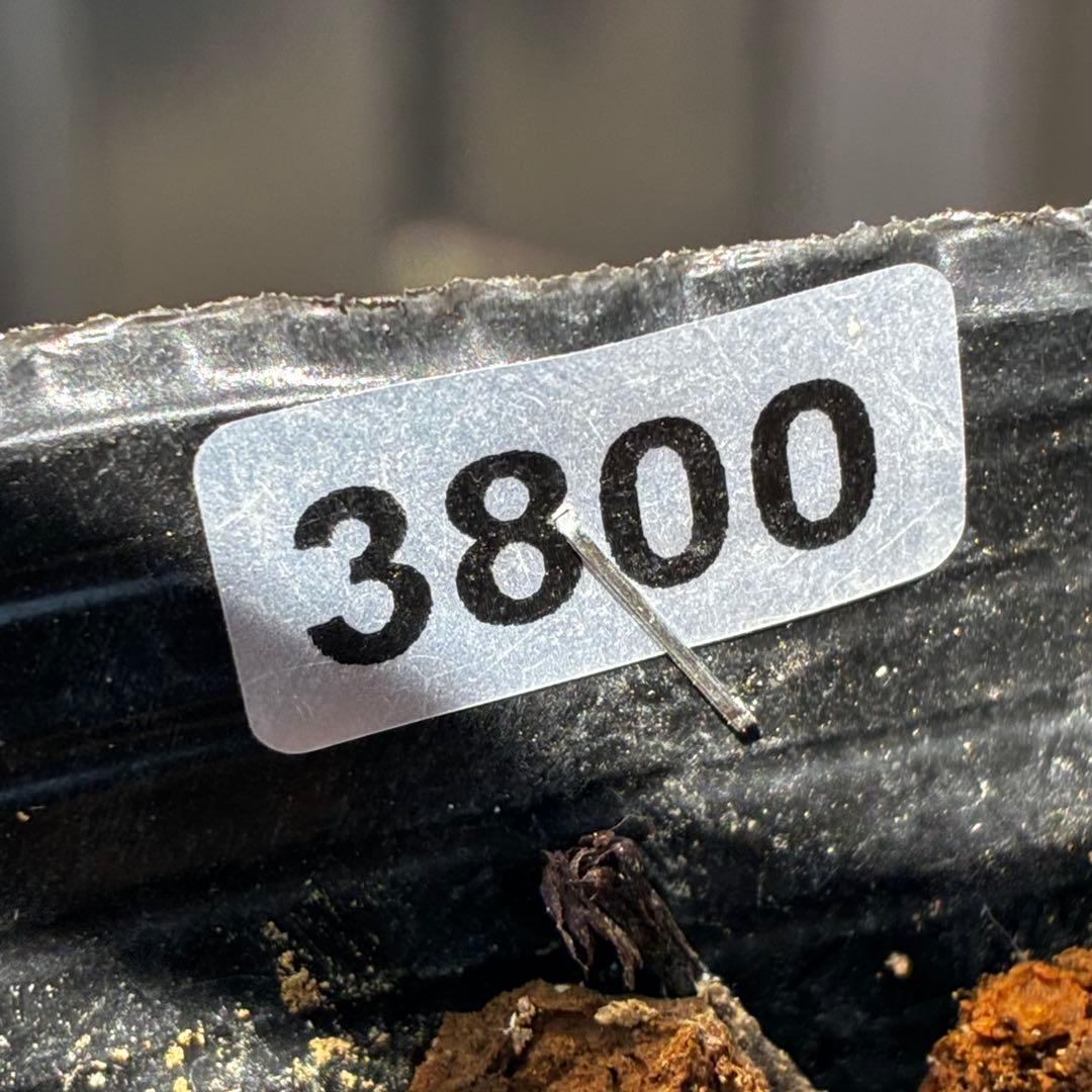 3800⭐️黒⭐️超多弁⭐️艶フラッシュ⭐️スクリュー花弁⭐️広瀬園芸⭐️