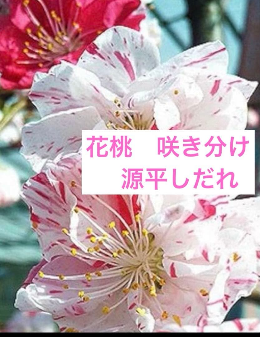 花桃(はなもも) 源平しだれ 咲き分け 八重 接木苗木 花芽有り　宅急便