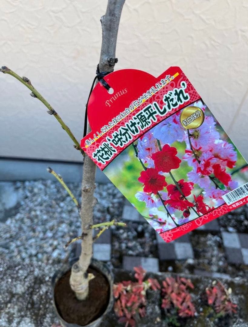 花桃(はなもも) 源平しだれ 咲き分け 八重 接木苗木 花芽有り　宅急便