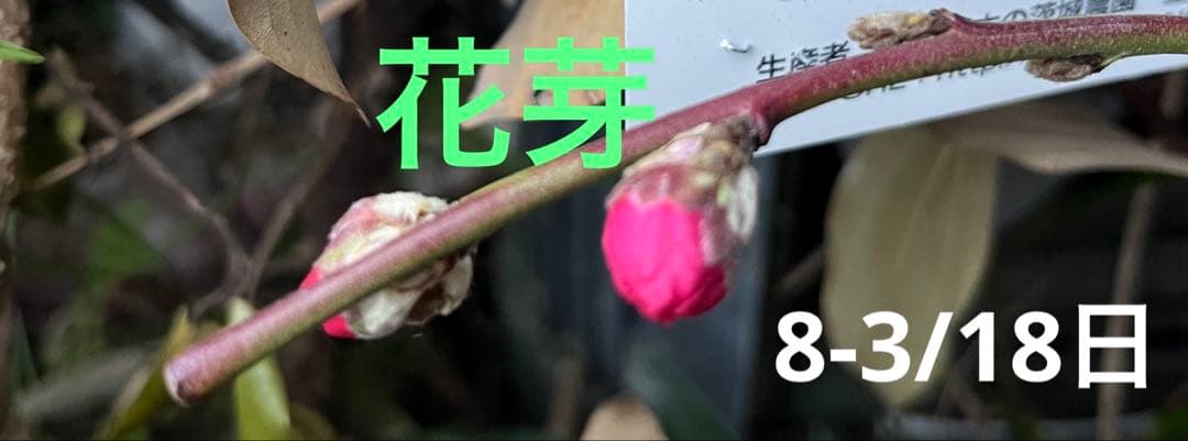 花桃(はなもも) 源平しだれ 咲き分け 八重 接木苗木 花芽有り　宅急便