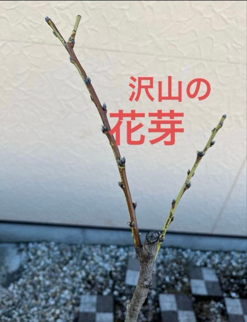 花桃(はなもも) 源平しだれ 咲き分け 八重 接木苗木 花芽有り　宅急便