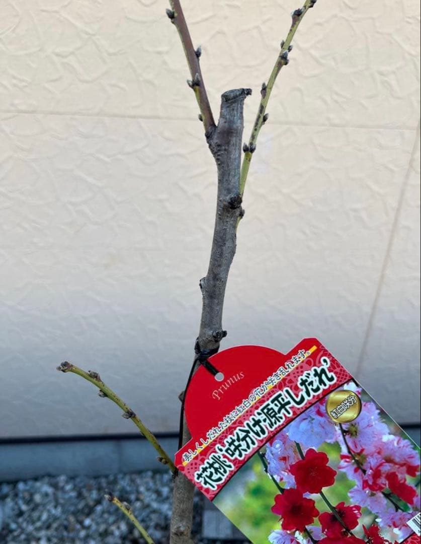 花桃(はなもも) 源平しだれ 咲き分け 八重 接木苗木 花芽有り　宅急便