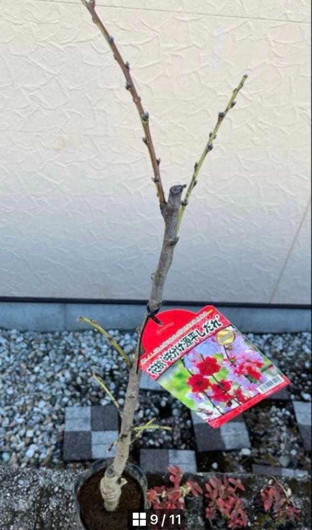 花桃(はなもも) 源平しだれ 咲き分け 八重 接木苗木 花芽有り　宅急便