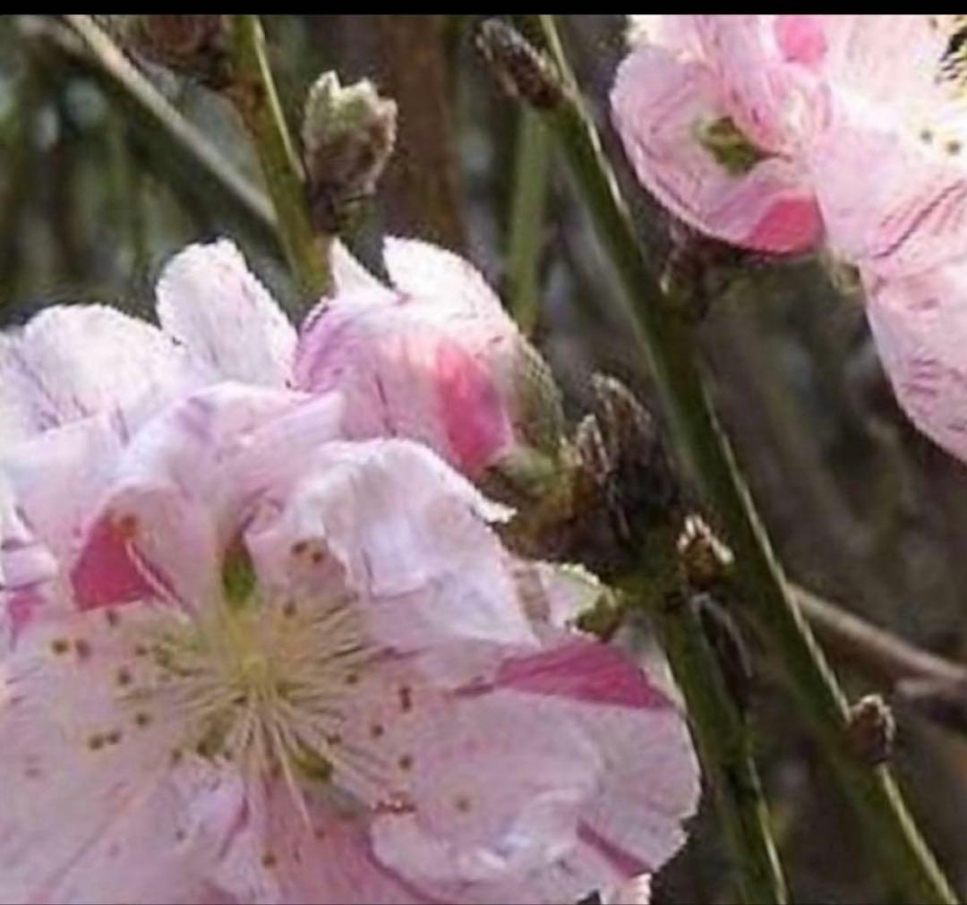 花桃(はなもも) 源平しだれ 咲き分け 八重 接木苗木 花芽有り　宅急便