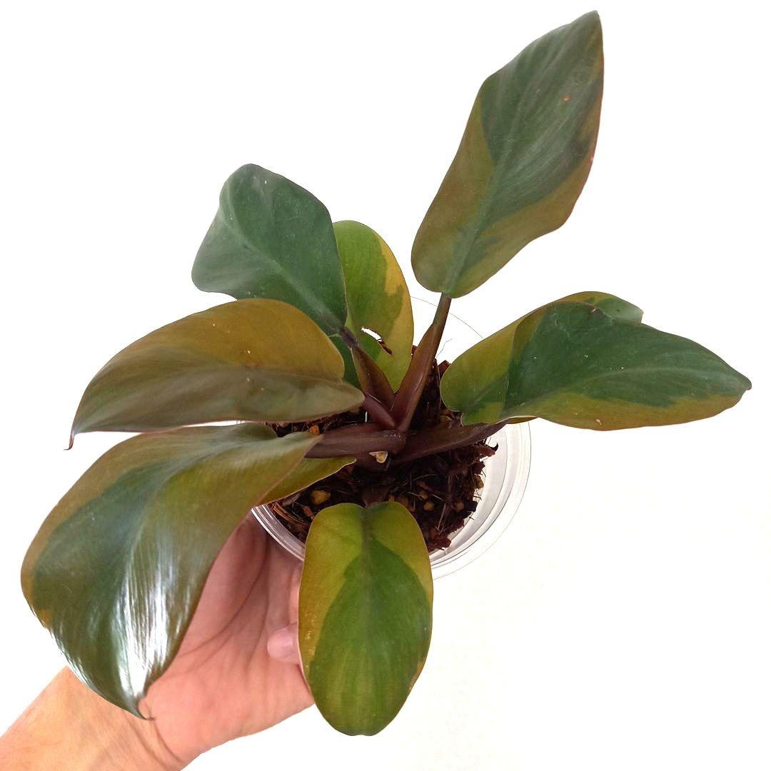 フィロデンドロン　ブラックカーディナル 斑入