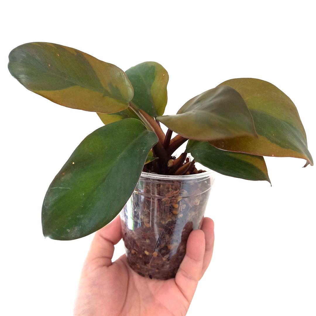 フィロデンドロン　ブラックカーディナル 斑入