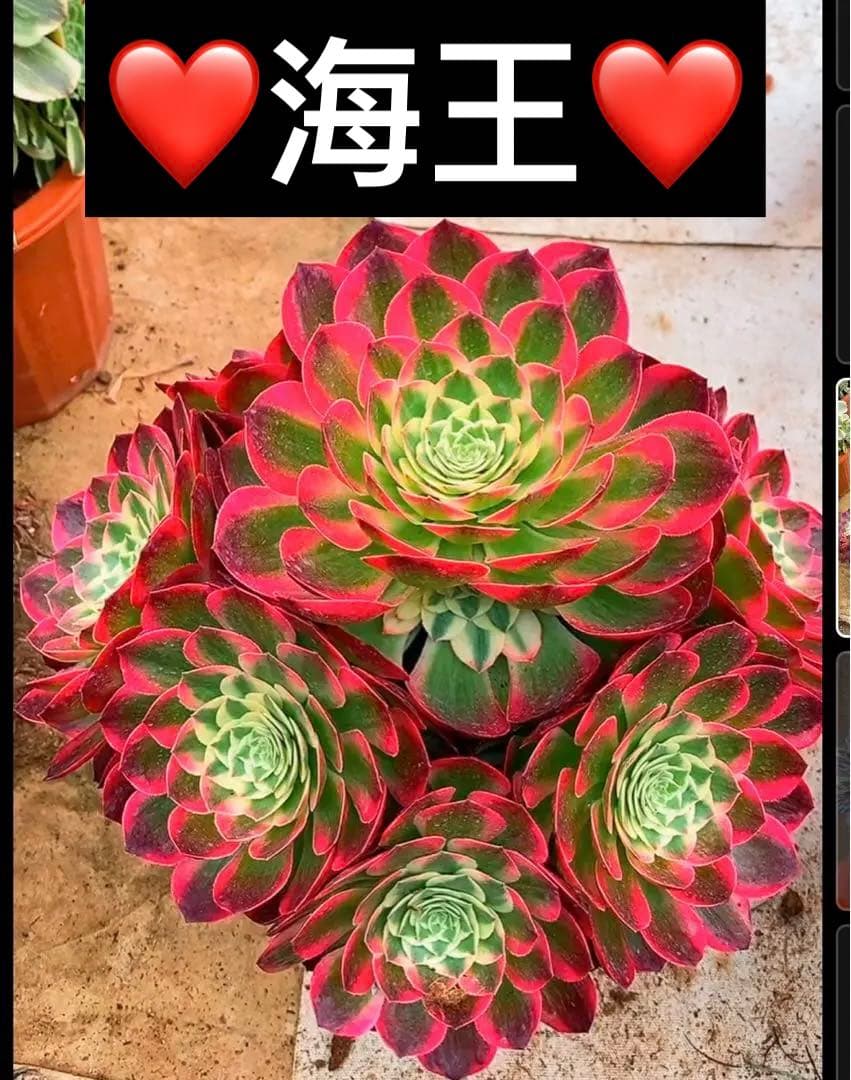 多肉植物アエオニウム錦❤️海王❤️