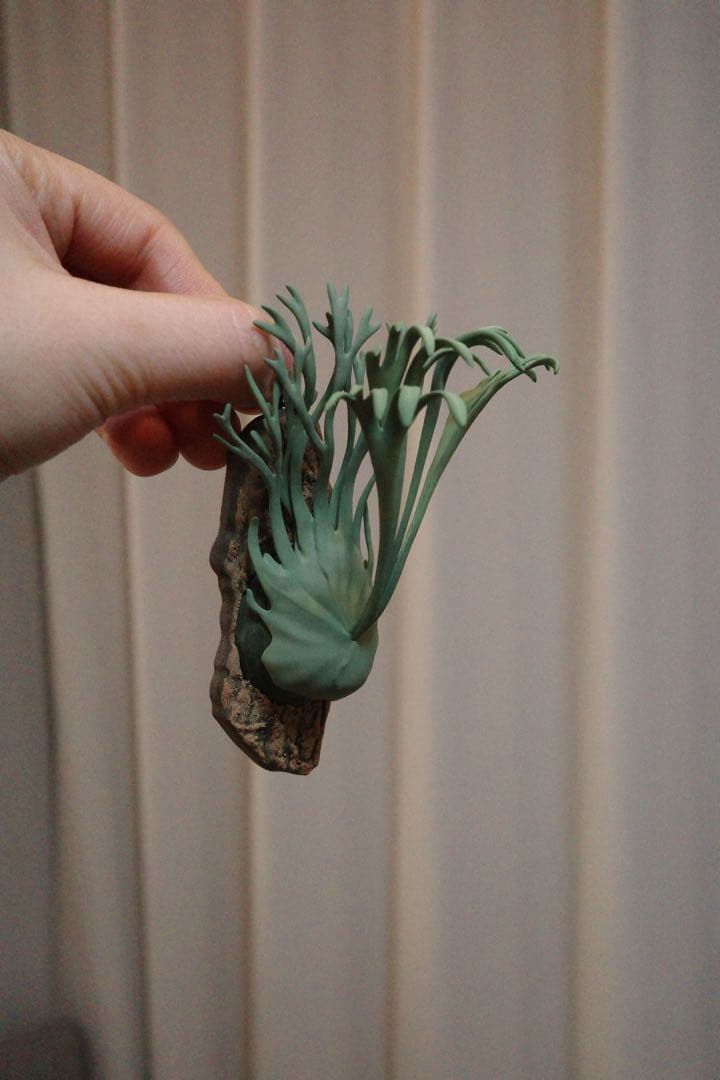 【ビカクシダ マグネット】Auburn 