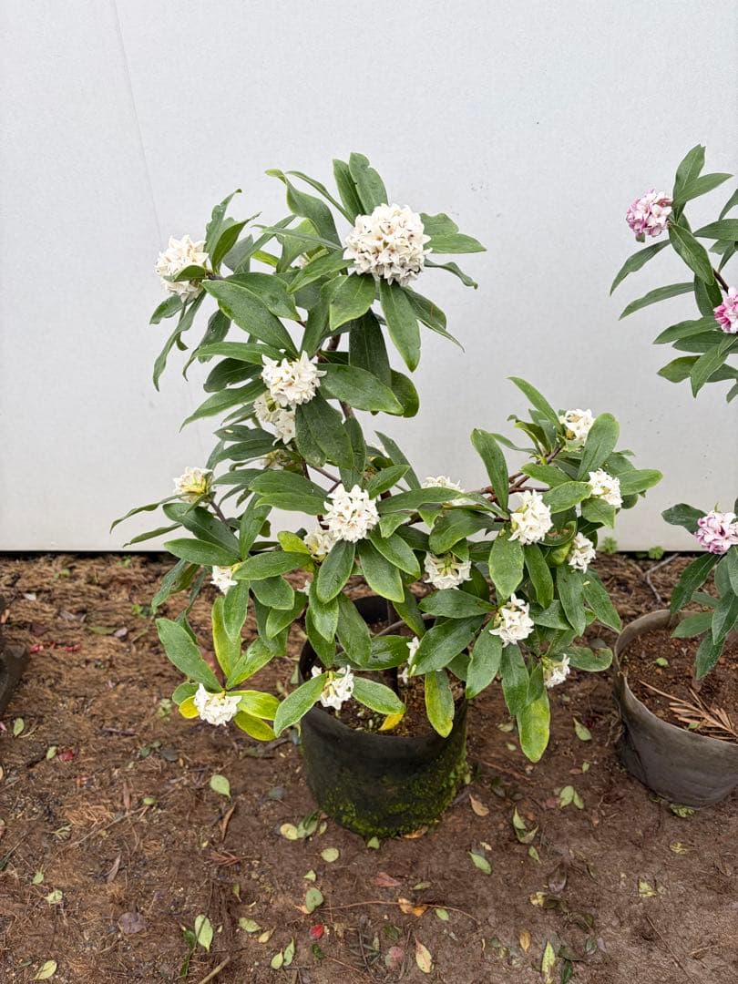 沈丁花　2本セット　満開になりました　155